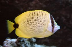 Milletseed Butterflyfish by Glenn Poulain 